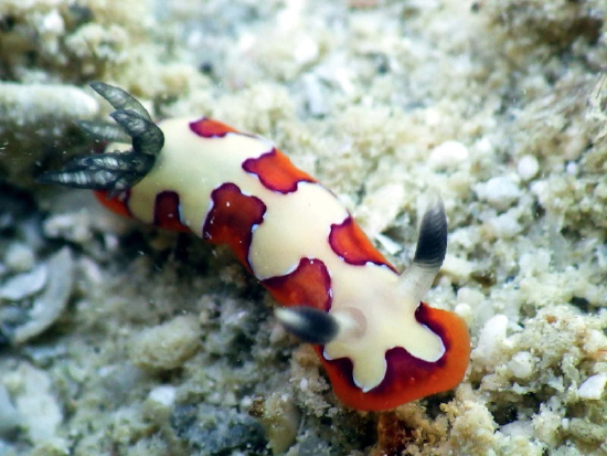  Goniobranchus fidelis (Sea Slug)